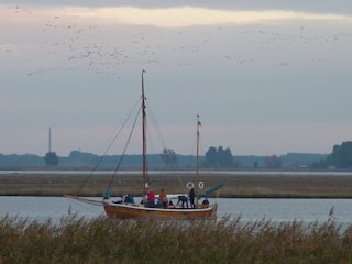 Kranichtour mit dem Zeesboot