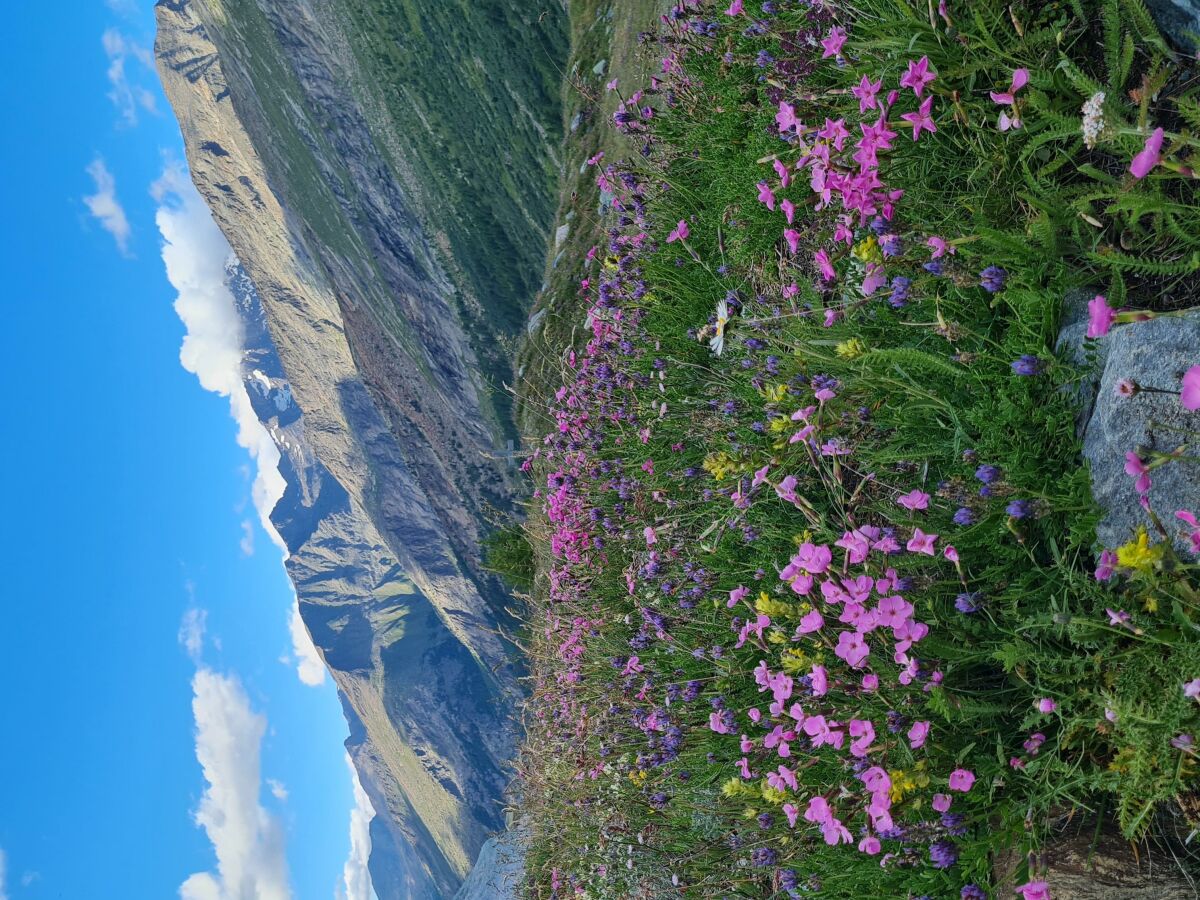 Alpenblumen