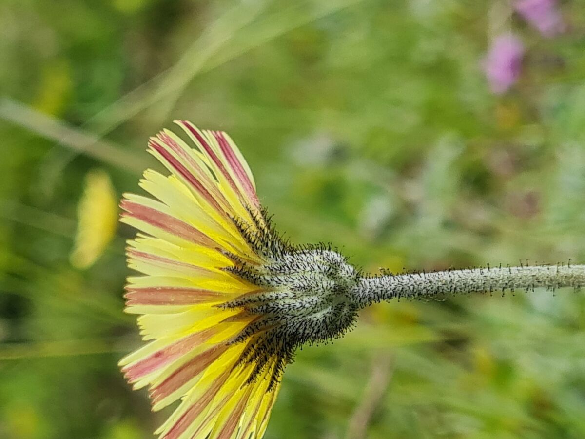 Alpenblume