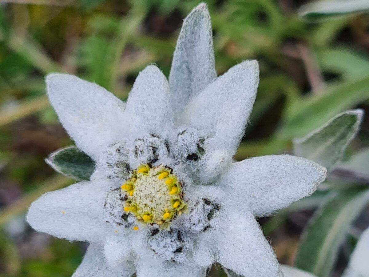 Edelweiss