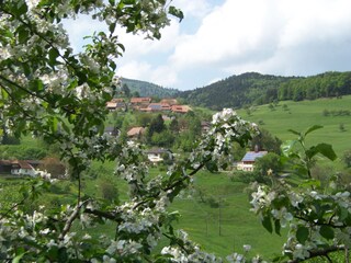 die Blüten des Frühlings...