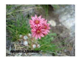 10.4 Geschützte Alpenblume