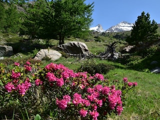 Alpenrosen