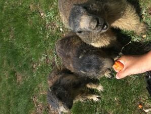 Appartement 4-Bettwohnung Südlenz