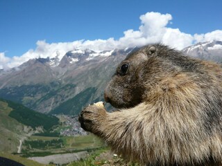 Murmeltiere füttern