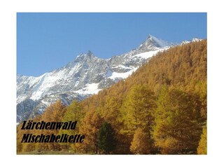 10.1 Lärchenwald