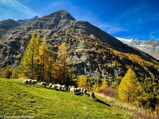 Trächu_bearbeitet_a-00005