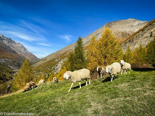 Trächu_bearbeitet_a-00006