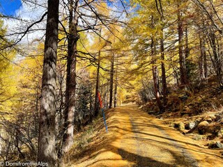 Trächu_bearbeitet_a-00008