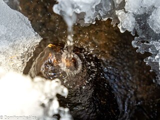 Trächu_bearbeitet-00049