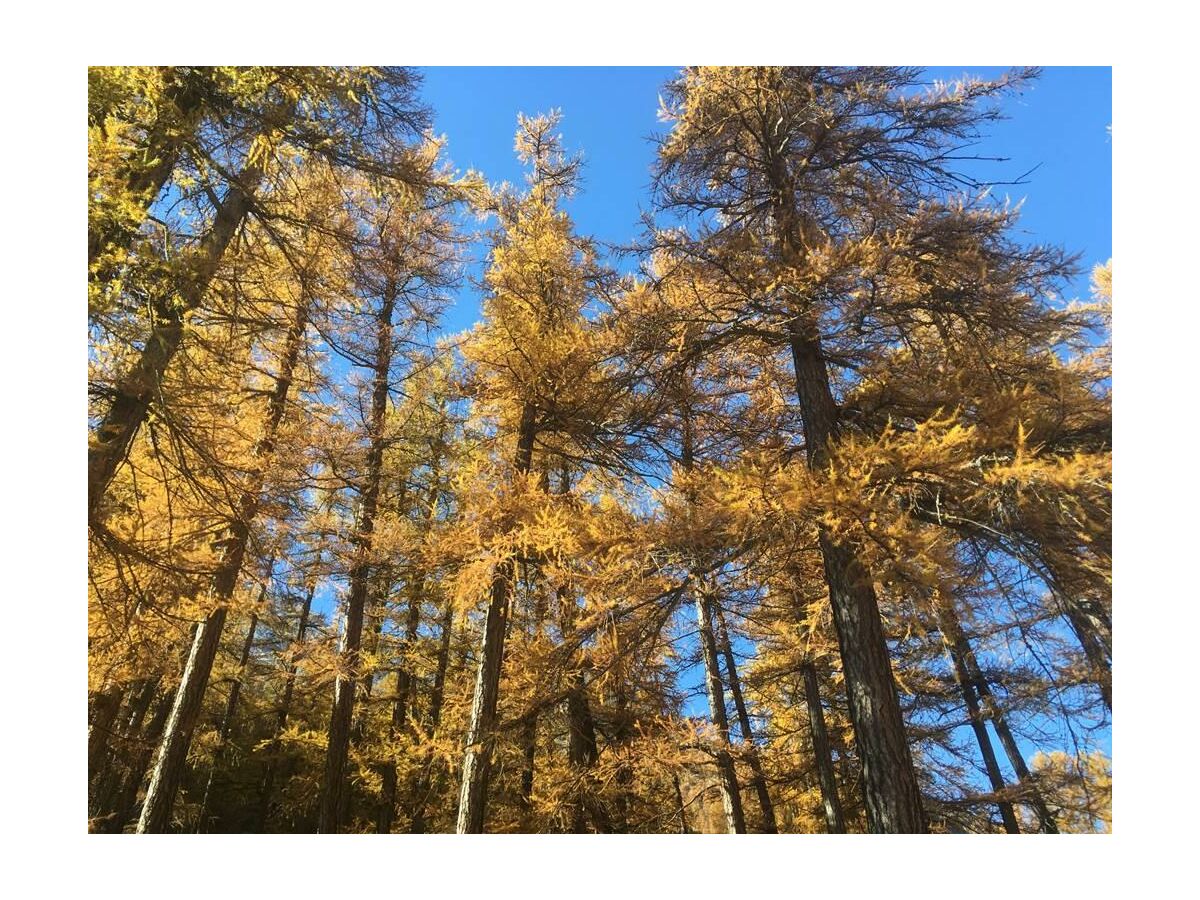 Schöner Herbstwald neben dem Haus