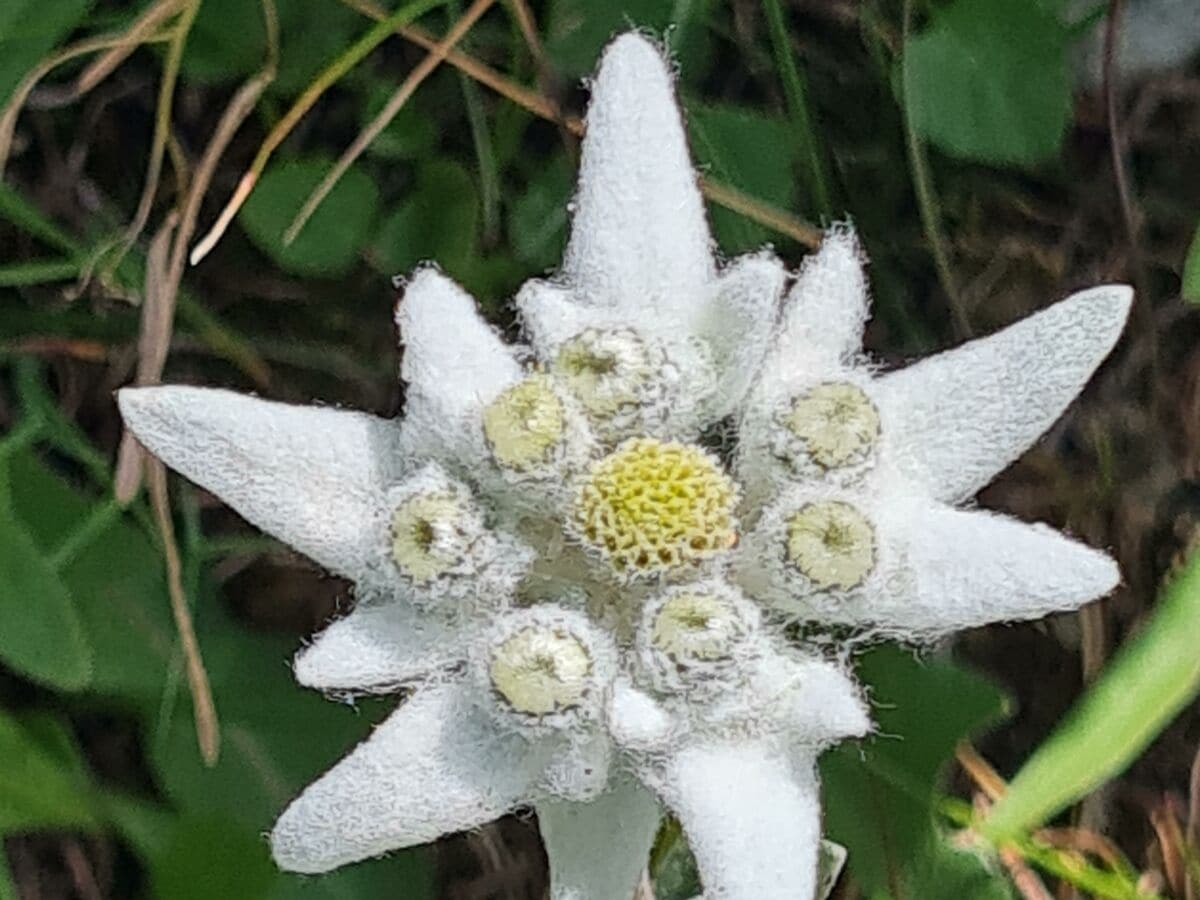 Edelweiss