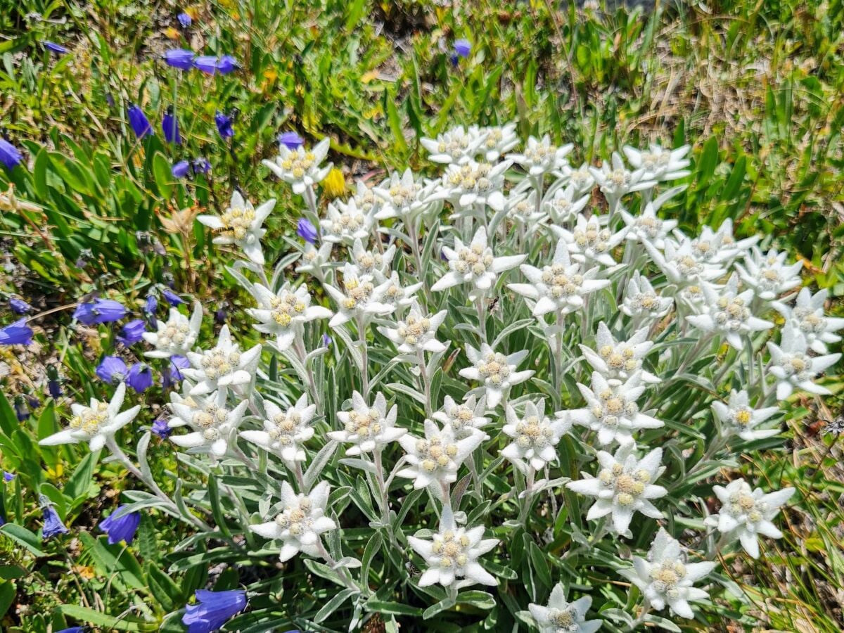 Edelweiss