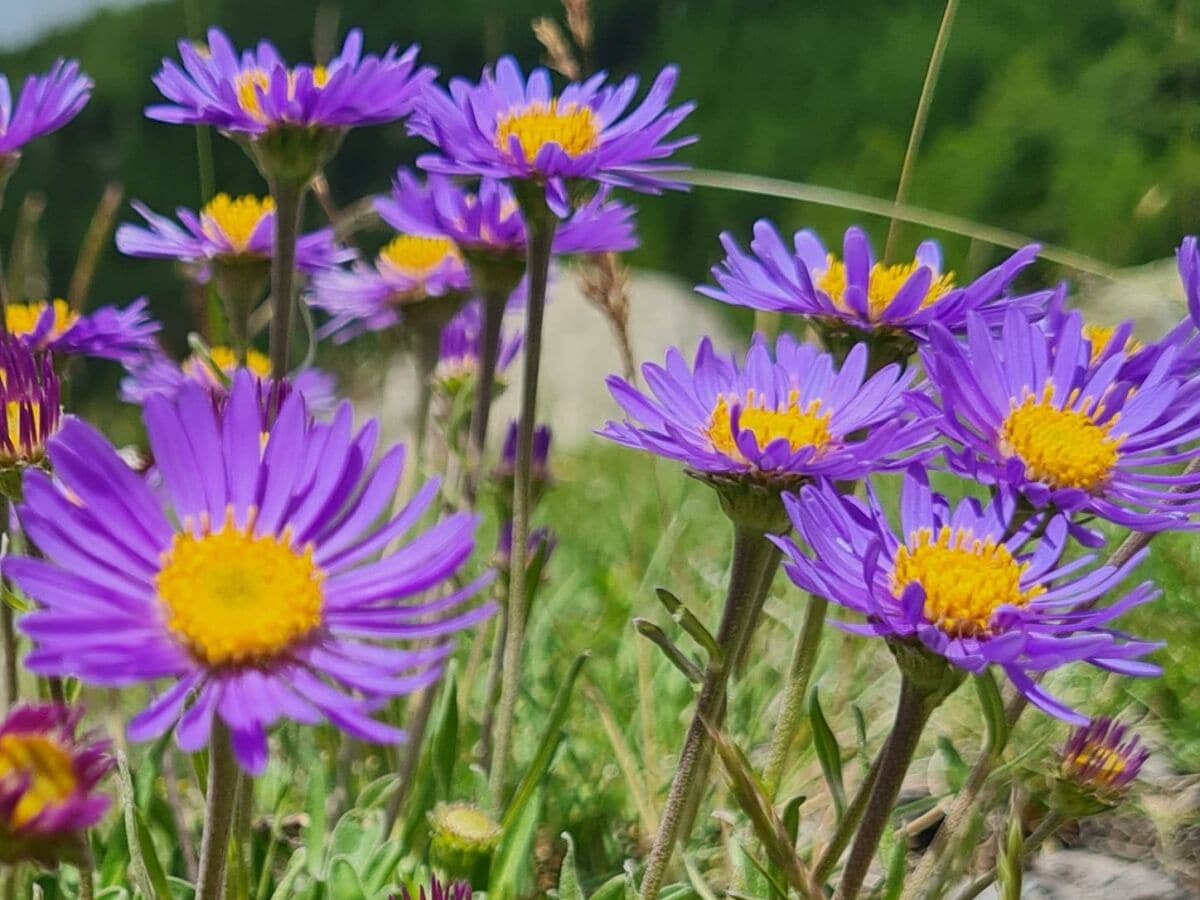 Alpenblume Bergaster