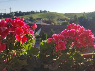 Aussicht vom Balkon