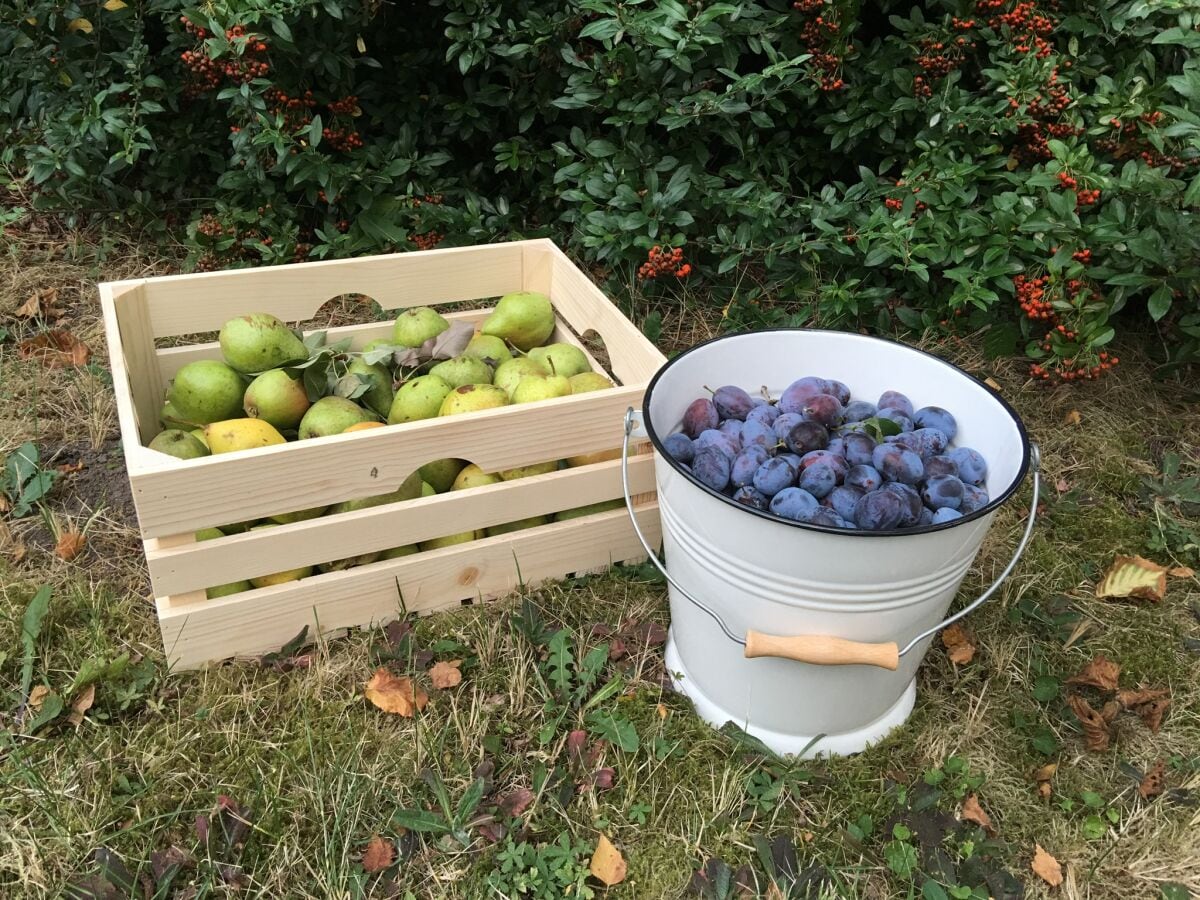 Obst aus dem Garten