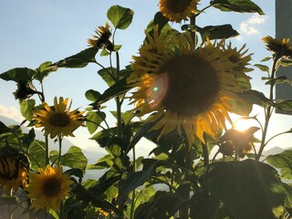 IMG_7986