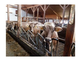 Appartement Stroblhof_Aich_Kuhstall