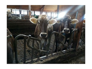 Appartement Stroblhof_Aich_Kühe