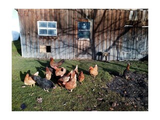 Appartement Stroblhof_Aich_Hühner