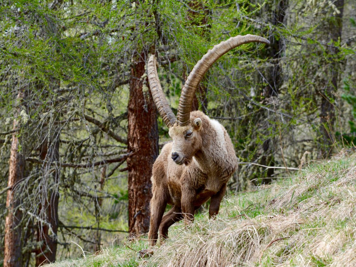 Steinbock bei Pontresina