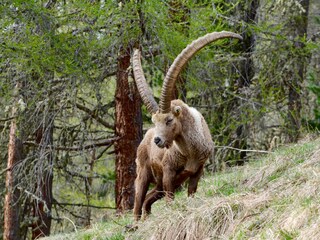 Steinbock near Pontresina