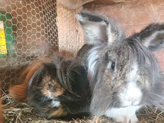 Meerschweinchen Teddy und Hase Heinz