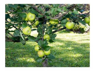 Ferienwohnung KIM_Garten