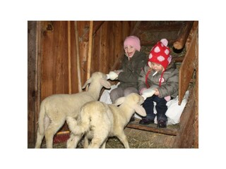 füttern der Lämmer