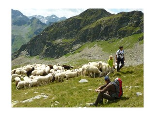 unsere Schafe auf der Alm