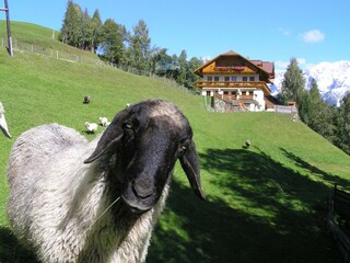 Vakantiekamer Pichl Buitenaudio-opname 12