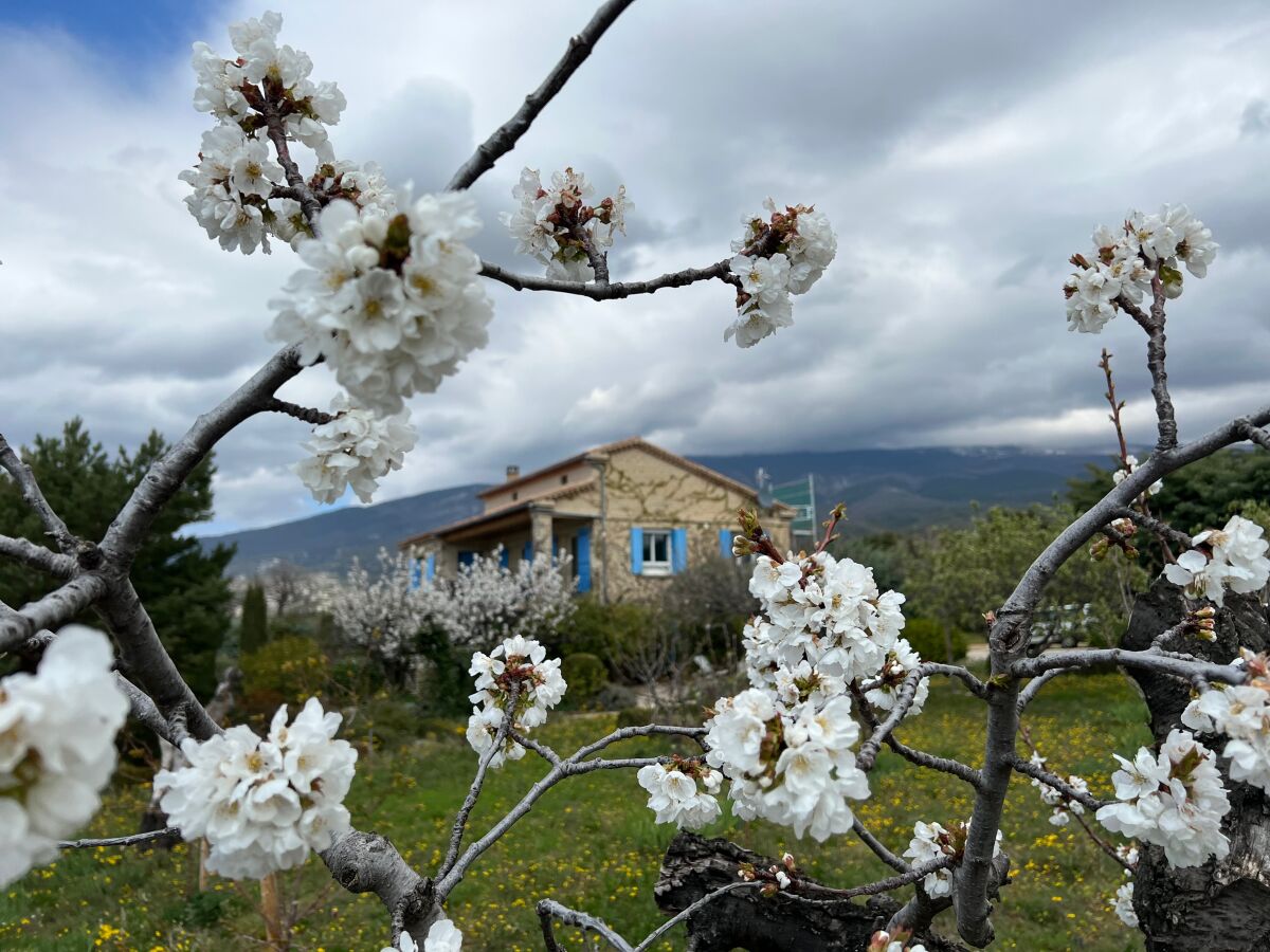 Kirschblüte (April)