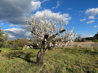 Kirschblüte (April)