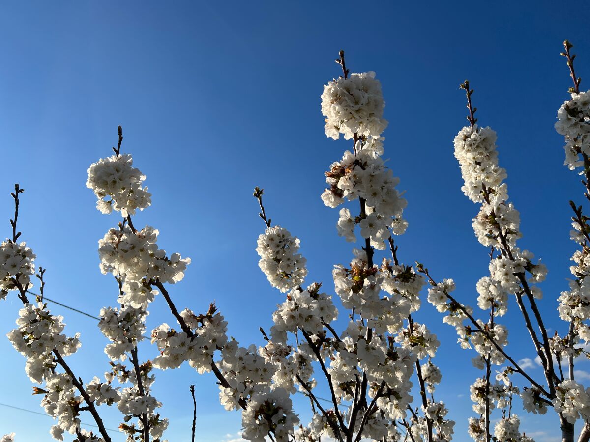 Kirschblüte (April)