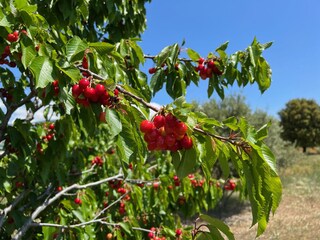 Kirschernte (Mai)