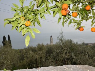 Blick aus der Limonaia