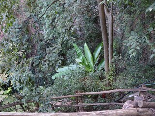 Wildnis im Bachtal