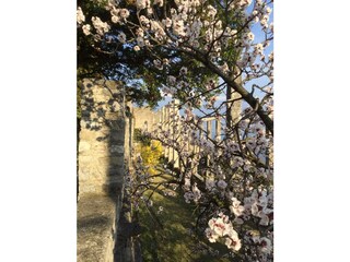 Frühling in der Limonaia