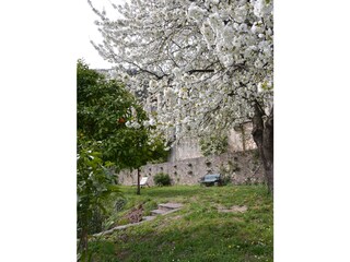 Im Olivengarten