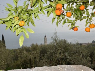 Blick über Orangenbäume auf den See auf den See