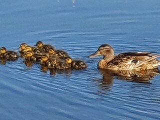Casa per le vacanze Callantsoog Ambiente 21