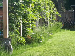 Garten mit Wildwuchs, Glyzinien ranken an Baustahlmatte