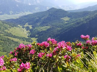 Die Almrauschblüte