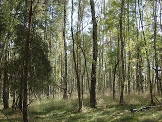 Benachbarter Wald