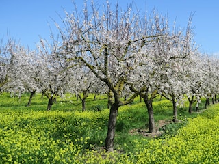 Type de propriété : Chalet Pollensa Environnement 26