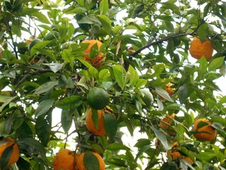 Orangen im Laub