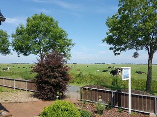 Blick zum Deich