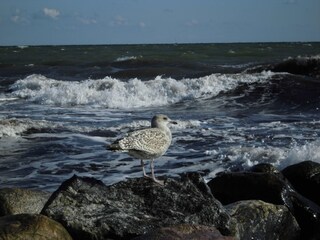 Stürmische Brandung