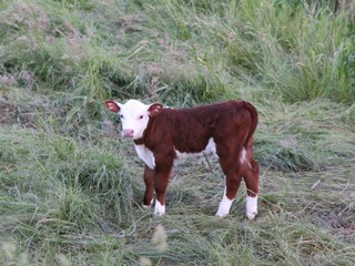 calves in front of our house