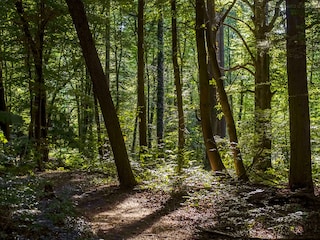 Halderner Wald